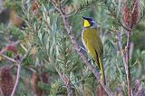 Yellow-throated Honeyeaterborder=